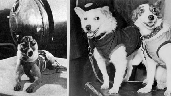 માણસ જ નહીં આ પ્રાણીઓ પણ અંતરિક્ષમાં જઈ આવ્યા છે, જુઓ લિસ્ટમાં કયા કયા પ્રાણીઓના નામ?