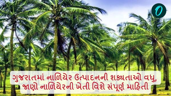 ગુજરાતમાં નાળિયેર ઉત્પાદનની શક્યતાઓ વધુ, જાણો નાળિયેરની ખેતી વિશે સંપૂર્ણ માહિતી