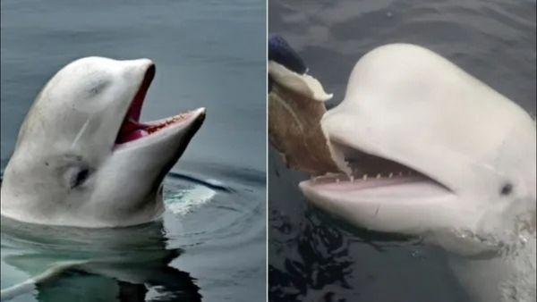 રશિયન જાસૂસનુ મોત! રાષ્ટ્રપતિની ખાસ વ્હેલનુ કેવી રીતે પડ્યુ હ્વાલ્દિમિર નામ?