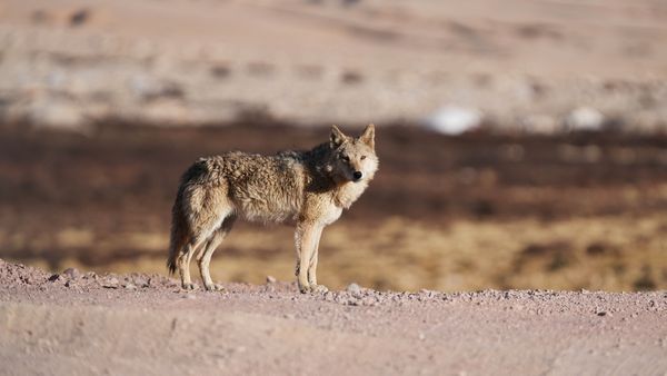 Bahraich wolf attack : આદમખોર બન્યા પછી જાનવર માત્ર માણસનો જ શિકાર કરે? જાણો આવા પ્રાણીએ કેટલા ખતરનાક?