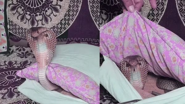 સોફા પર બેઠો હતો કોબરા કિંગ, તકિયો ખસેડ્યો અને હુમલો કર્યો, જુઓ VIRAL VIDEO