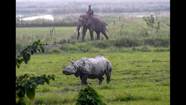 પોબીટોરા અભયારણ્યમાં ઇન્ફ્રાસ્ટ્રક્ચરની દયનીય હાલત, પ્રવાસીઓ નિરાશ