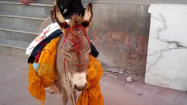 અહીં દુલ્હનની જેમ સજાવીને થાય છે ગધેડાની પૂજા, જાણો કેમ?