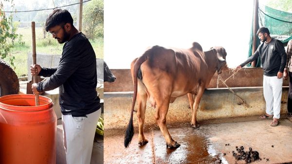 Successful Organic Farming : સફળ પ્રાકૃતિક ખેતી કરી યુવા ખેડૂત પાવન પટેલ રોલ મોડલ બન્યા, જાણો સફળતાની કહાની