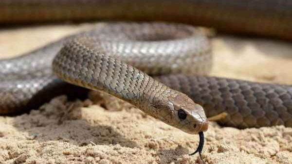 Most poisonous snake : આ દેશમાં રહે છે પૃથ્વી પરના સૌથી ઝેરી સાપ, જાણો ક્યાં આવેલો છે આ દેશ?