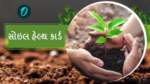 વિશ્વ જમીન દિવસ: કેવી રીતે બને છે સોઇલ હેલ્થ કાર્ડ? ખેતીમાં કઈ રીતે આવશે કામ?