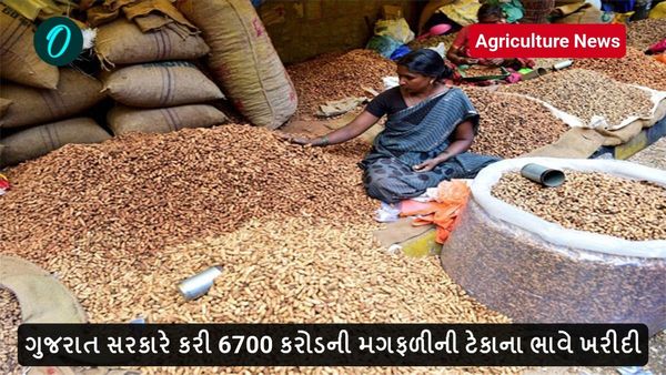 Agriculture News: ગુજરાત સરકારે કરી 6700 કરોડની મગફળીની ટેકાના ભાવે ખરીદી