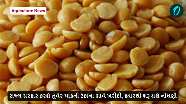 Agriculture News: રાજ્ય સરકાર કરશે તુવેર પાકની ટેકાના ભાવે ખરીદી, ક્યારથી શરૂ થશે નોંધણી