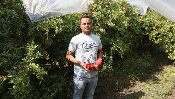 Pomegranate farming : IT ની નોકરી છોડી ખેતીમાં ઝંપલાવ્યુ, મળો દાડમની ખેતીથી લાખોની કમાણી કરતા યુવાન ખેડૂતને