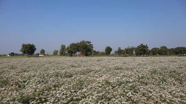 Agriculture News : ગુજરાતમાં 47.55 લાખ હેક્ટરમાં શિયાળુ પાકોનું વાવેતર, જાણો જીરાનો વાવેતર વિસ્તાર