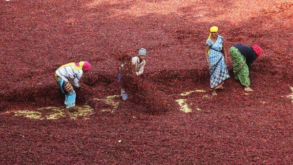 Marcha na bhav : મરચાંની આવકમાં વધવા સાથે ભાવમાં ઉછાળો, જાણો તાજા ભાવ