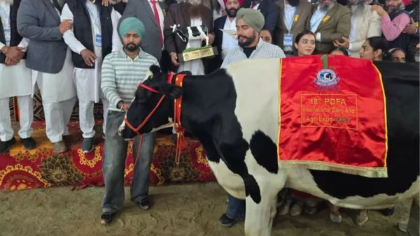 રોજનું 82 લીટર આપતી ગાય જોઈએ છે? ન જોઈ હોય તો લો જોઈ લો