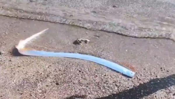 Doomsday Fish : પ્રયય પહેલાં જ પાણીમાંથી બહાર આવે છે ડૂમ્સડે ફિશ? જાણો કેમ દુનિયાભરમાં ચર્ચામાં છે?