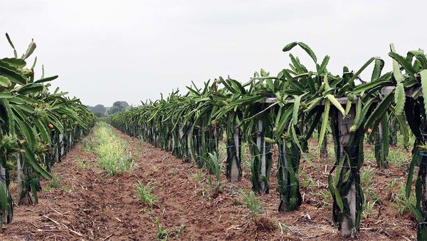 Farming tips : વિગતે જાણો ડ્રેગન ફ્રુટના વાવેતરથી લઈને ઉત્પાદન સુધીની તમામ બાબતો | dragon fruit farming
