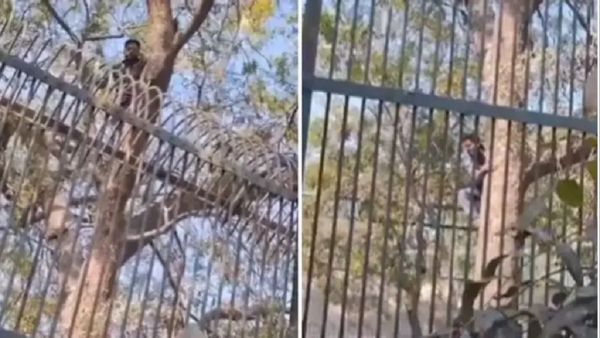 વેલેંટાઈન વીકમાં ગર્લફ્રેન્ડને ઈમ્પ્રેસ કરવા વાઘના પિંજરામાં ઘૂસ્યો યુવક, અમદાવાદની ઘટના , જૂઓ Video