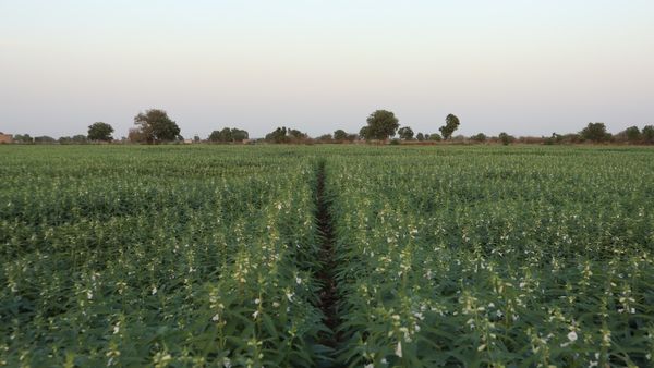 farming tips : ઉનાળુ તલની ખેતીમાં આવતી જીવાતોથી થતુ નુકસાન અને નિયંત્રણ | sesame farming