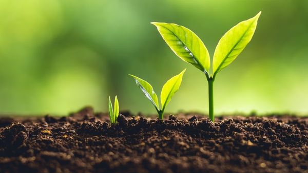 Farming tips : શું છે જમીન જાળવણી માટેનો પાંચ સૂત્રીય કાર્યક્રમ?