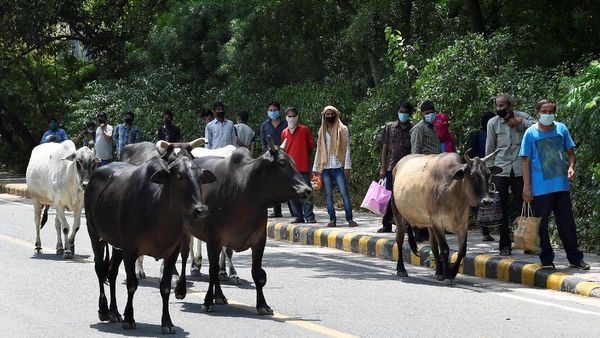 વડોદરામાં રખડતા ઢોરે વધુ એક વ્યક્તિનો જીવ લીધો, ગાયે ટક્કર મારતા સિક્યુરિટી ગાર્ડનું મોત