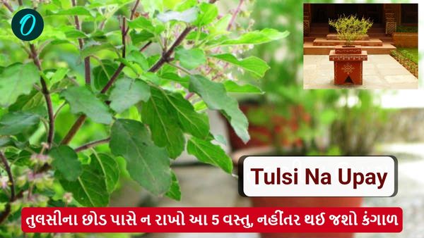 Tulsi na Upay: તુલસીના છોડ પાસે ન રાખો આ 5 વસ્તુ, નહીંતર થઈ જશો કંગાળ