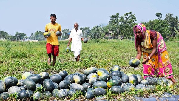 Farming Tips : તરબૂચ વાવણીની પદ્ધતિ, માવજત અને ઉત્પાદન | Watermelon Farming