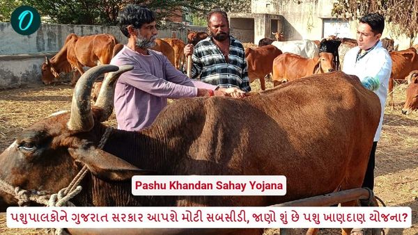 ગુજરાત સરકાર આપશે સબસીડી, જાણો શું છે પશુ ખાણદાણ યોજના?