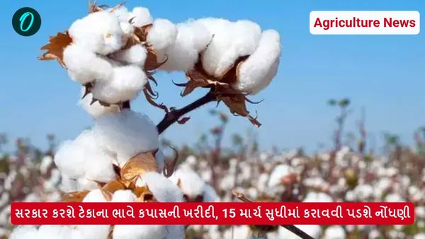 સરકાર કરશે ટેકાના ભાવે કપાસની ખરીદી, 15 માર્ચ સુધીમાં કરાવવી પડશે નોંધણી