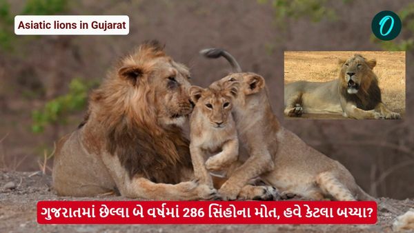ગુજરાતમાં છેલ્લા બે વર્ષમાં 286 સિંહોના મોત, હવે કેટલા બચ્યા?