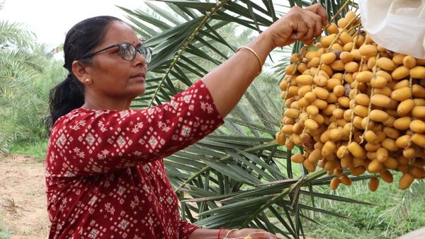 Womens Day 2025 : નાનકડા ગામના મહિલા ખેડૂતે શહેરો સુધી નામના મેળવી, મહિલા દિવસે મળો સફળ મહિલા ખેડૂતને
