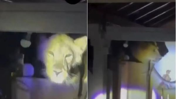 અમરેલીમાં સિંહણનું 'સિક્રેટ મિશન': ઘરમાં ઘૂસી જતા લોકોના જીવ અદ્ધર થયા!