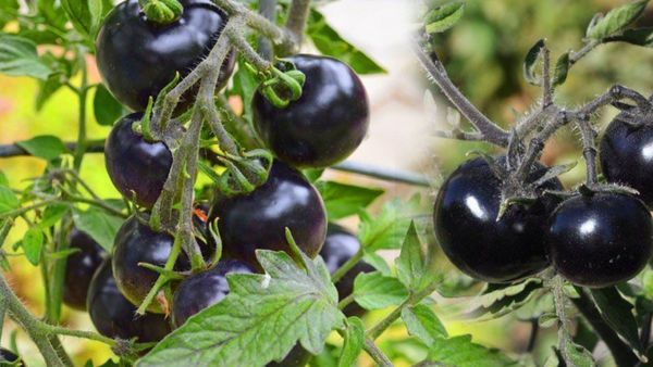 Black tomato farming : ઓછા ખર્ચે બ્લેક ટામેટાની ખેતી કરીને કમાઈ શકો છો લાખોની કમાણી