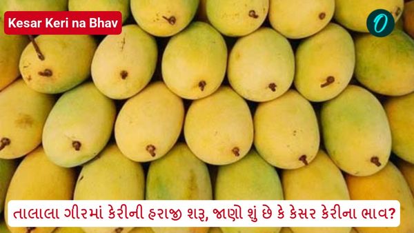 Kesar keri na bhav: તાલાલા ગીરમાં કેરીની હરાજી શરૂ, જાણો શું છે કે કેસર કેરીના ભાવ?