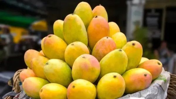 ઉનાળાની મજા બગડી શકે છે! કેરી સાથે આ 5 વસ્તુઓ ભૂલથી પણ ન ખાતા