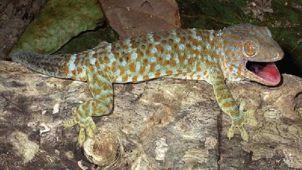 આ 1 દુર્લભ ગરોળીની 1 કરોડ રૂપિયા સુધી બોલાય છે કિંમત, જાણો કેવી રીતે વધી માંગ કેવી રીતે વધી?