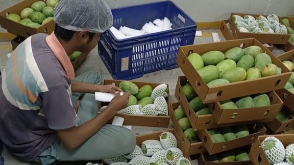 Kesar mango export : ગુજરાતની કેસર કેરીની વૈશ્વિક બજારમાં ધૂમ, નિકાસમાં નવો કિર્તીમાન સ્થાપિત કર્યો