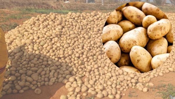 ફ્રેન્ચ ફ્રાઈસ માટે પ્રોસેસ્ડ બટાટાના ઉત્પાદનમાં અગ્રેસર છે ઉત્તર ગુજરાત, સૌથી વધુ ઉત્પાદન બનાસકાંઠામાં