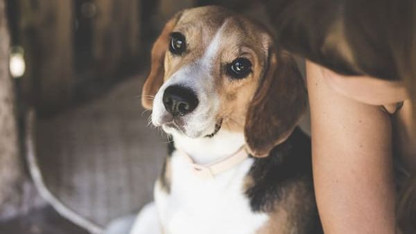 કુતરાઓને શેલ્ટર હોમ મોકલવાનો સુપ્રીમ કોર્ટનો આદેશ કઠોર-રાહુલ ગાંધી