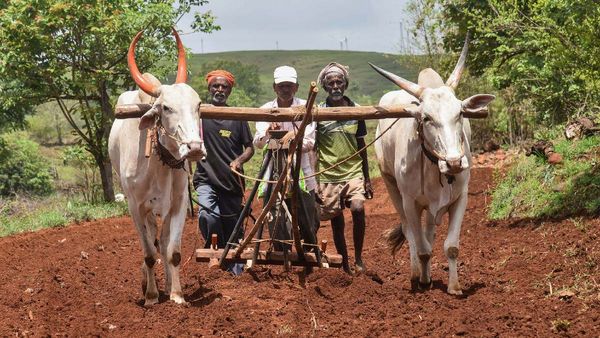 Agriculture : સૌરાષ્ટ્ર બાદ મહેસાણામાં પણ ખેતીવાડી વીજ પુરવઠો 10 કલાક અપાશે