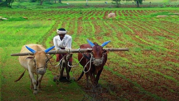 સૌરાષ્ટ્રના ખેડૂતો માટે ખુશખબર: 11 જિલ્લાના ખેડૂતોને અપાશે 10 કલાક વીજળી