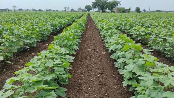 ખેતી નિયામક કચેરીએ કપાસના પાકમાં રોગ-જીવાતના વ્યવસ્થાપન માટે મહત્વપૂર્ણ પગલા સૂચવ્યા
