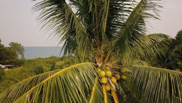 Coconut farming : દરિયાકાંઠાના ખેડૂતોને સદ્ધર બનાવતી નાળીયેરની ખેતી, વાવેતર વિસ્તારમાં મોટો વધારો