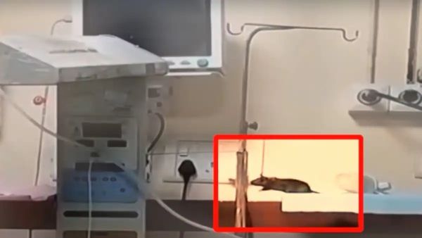 ઈન્દોરની સરકારી હોસ્પિટલમાં કરૂણ ઘટના, ઉંદર કરડવાથી નવજાત બાળકોના મોતનો ખુલાસો