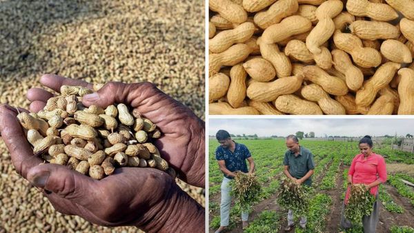 ગુજરાત મગફળીના ઉત્પાદનમાં રચશે ઈતિહાસ, 22 લાખ હેક્ટરમાં વાવેતર થયું