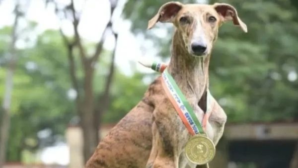 BSFની 'આત્મનિર્ભર K9 ફોર્સ'નું નેતૃત્વ હવે ભારતીય શ્વાન પ્રજાતિ કરશે