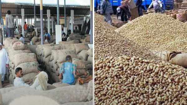 દિવાળી વેકેશન જાહેર: ચોટીલા માર્કેટિંગ યાર્ડમાં 17 ઓક્ટોબરથી 10 દિવસ માટે ખરીદ-વેચાણ રહેશે બંધ