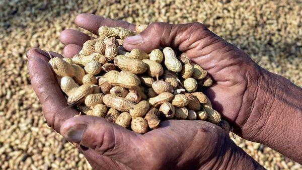 70 હજાર ખેડૂતો પાસેથી 1.62 લાખ મેટ્રિક ટન મગફળીની ટેકાના ભાવે ખરીદી કરાઈ