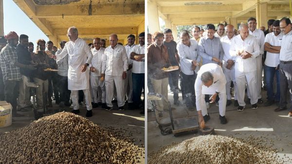 પોરબંદરમાં ટેકાના ભાવે મગફળીની ખરીદી શરૂ, ખેડૂત દીઠ 125 મણની મર્યાદા, જાણો વધુ વિગત