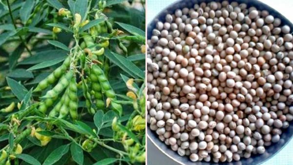 ગુજરાત સરકાર ટેકાના ભાવે તુવેરની ખરીદી કરશે, જાણો ભાવ અને ક્યારથી શરૂ થશે રજીસ્ટ્રેશન?