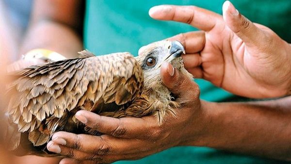 ઉત્તરાયણના દિવસે ગુજરાતમાં 5439 પક્ષીઓ ઘાયલ થયા, 4939 પક્ષીઓનો જીવ બચાવવામાં સફળતા