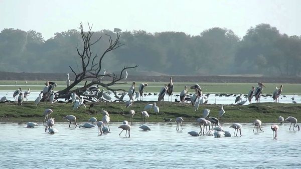 મહેસાણામાં થોળ પક્ષી અભયારણ્યમાં વસ્તી ગણતરી કરાઈ, 205 પ્રજાતિઓના 74452 પક્ષી નોંધાયા