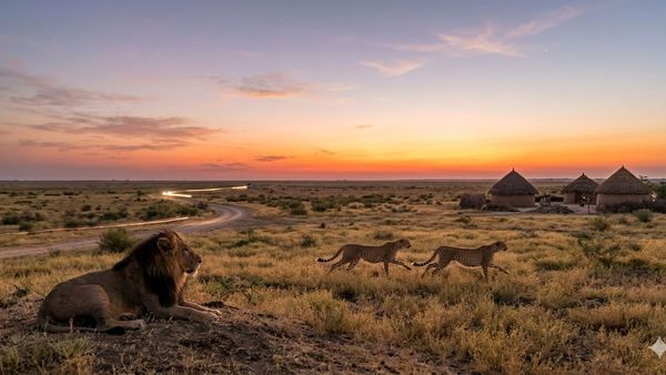 કચ્છના બન્ની વિસ્તારમાં ચિત્તાઓ વસાવાશે, સરકારે 14.70 કરોડ રૂપિયા ખર્ચ કર્યો